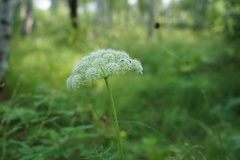 Conioselinum tataricum