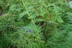 Conioselinum tataricum