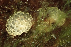 Distaplia occidentalis