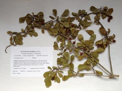 Crataegus flava
