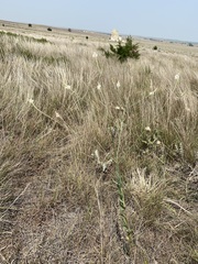 Oenothera glaucifolia