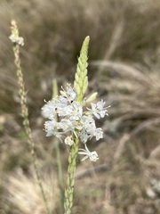 Oenothera glaucifolia