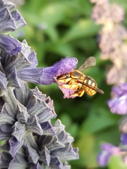 Anthidium manicatum