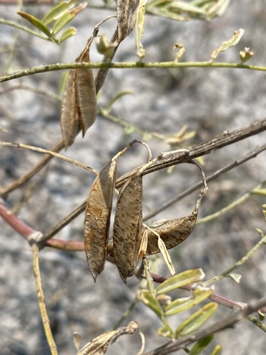 Astragalus racemosus