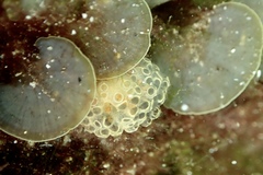 Distaplia occidentalis