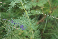 Conioselinum tataricum