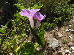 Ipomoea mitchelliae