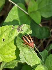 Disonycha leptolineata