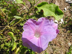 Ipomoea mitchelliae