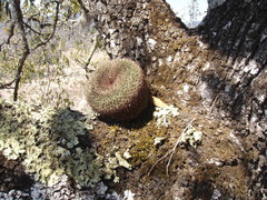 Mammillaria gigantea