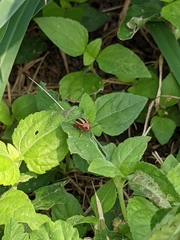 Disonycha leptolineata