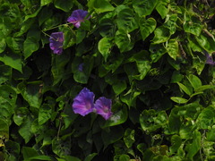 Ipomoea mitchelliae