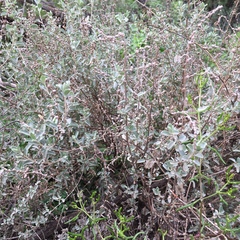 Atriplex stipitata