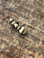 Polyrhachis cupreata
