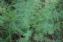 Conioselinum tataricum