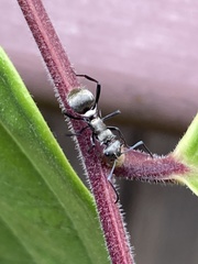 Polyrhachis cupreata
