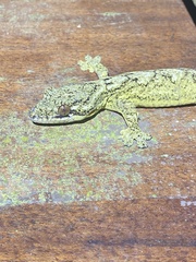 Thecadactylus solimoensis