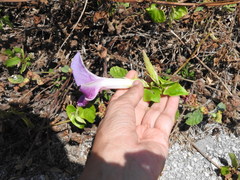 Ipomoea mitchelliae