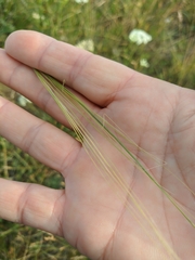Stipa capillata