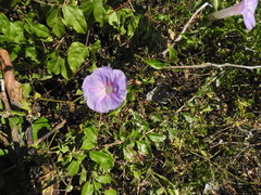 Ipomoea mitchelliae