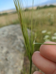 Stipa capillata