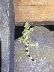 Thecadactylus solimoensis