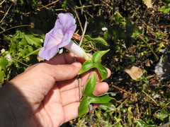 Ipomoea mitchelliae