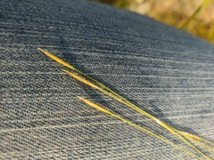 Stipa capillata