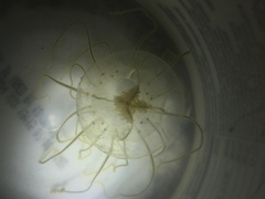 Polyorchis