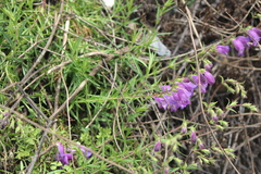 Penstemon leonensis