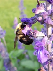 Bombus griseocollis