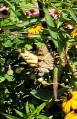 Papilio canadensis × glaucus
