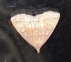 Zanclognatha marcidilinea