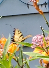 Papilio canadensis × glaucus