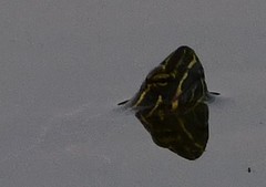 Chrysemys picta bellii