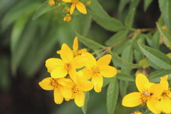 Electranthera mutica