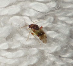 Pinalitus conspurcatus