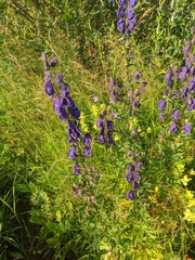 Aconitum glandulosum