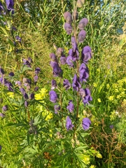 Aconitum glandulosum