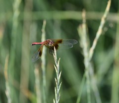 Sympetrum semicinctum