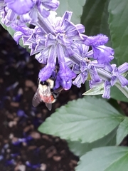 Bombus huntii