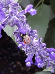 Bombus huntii