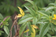 Electranthera mutica