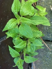 Parietaria officinalis