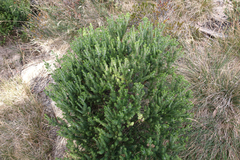 Westringia senifolia