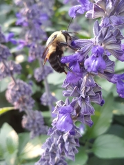 Bombus griseocollis