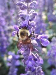 Bombus griseocollis