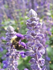 Bombus griseocollis