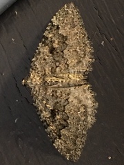 Triphosa californiata