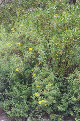 Electranthera mutica